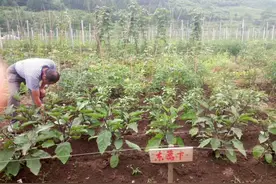 20平方米菜园认领方案图片