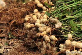 为什么“种花生要用水泥做肥料”？很多人不清楚其中的原理图片