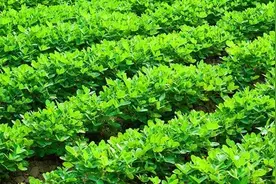 「推荐」无数专家认可性价比最高的杀菌剂+叶面肥+调节剂套装图片