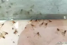 紧急扩散！大飞蚁来袭！最近很多人吓得不敢开灯了！对付它的办法来了图片