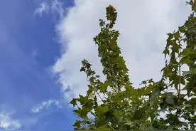 矛盾不会因为回避而不存在——《古文观止》读书笔记（三十六）图片