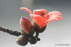 广州市市花--木棉花图片