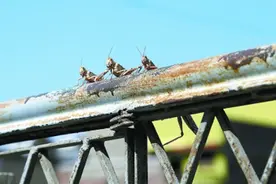 巴基斯坦应对蝗灾有新招，这样“变害为宝”图片