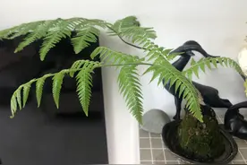 最喜欢的——金毛猴蕨换装图片