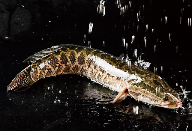 俗称“财鱼”，以鱼虾为生，味道十分鲜美，蛋白质含量比鸡蛋还高