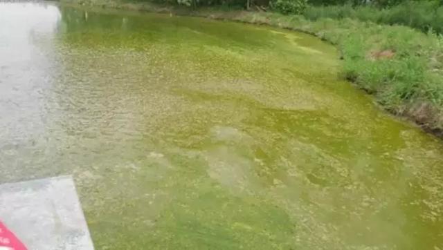 原来池塘“倒藻”与“蓝藻爆发”，还有这样的关系