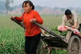 又到一年收蒜时，蒜农的心酸有几人知？图片