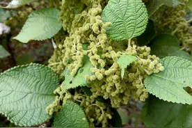 养鱼日记：苎麻花当主餐，鱼宝宝受委屈了图片