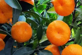 桔子树掉果的原因是什么呢图片