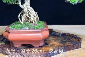 每日一拍——雀舌黄杨盆景图片