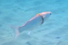 潜水员发现海里有条小鱼脖子上戴着异物，凑近一看，竟是一枚戒指图片