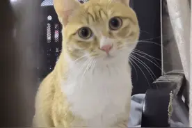 土猫可以当成宠物饲养吗？来！看看网友们是怎么回答的图片