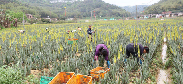 维生素、氨基酸和矿物质的宝库-芦荟