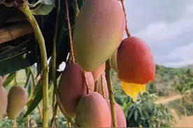 今年芒果便宜很多，北方的朋友也能吃到了便宜的芒果图片