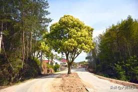 山村苦槠长在路中间，修路为其让道，看看咋回事图片