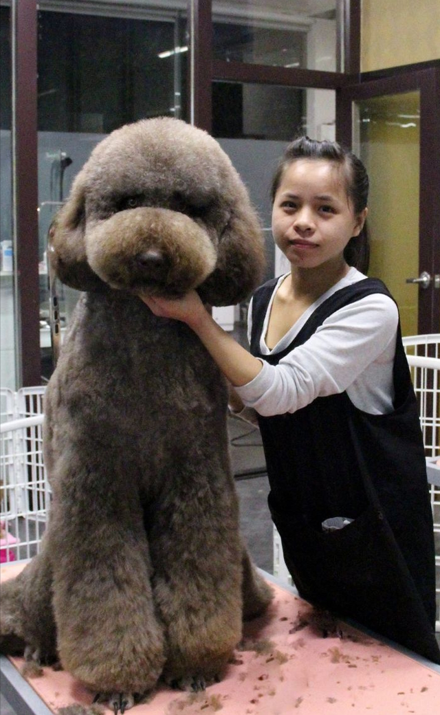 巨型贵宾犬图片大全(巨型贵宾犬一般卖多少钱)_牧林森宠物网