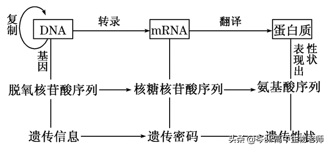 基因指导蛋白质的合成 高中生物重点知识梳理