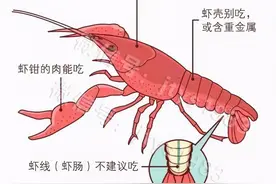 雄性通常会与雌性生物发生性关系，但在小龙虾世界中，正好相反图片