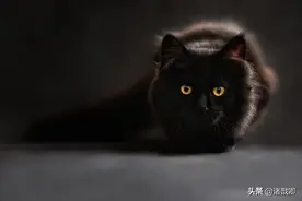 融化心灵的黑家伙 - 黑猫在日本被称为福猫，招爱情。你喜欢吗？图片