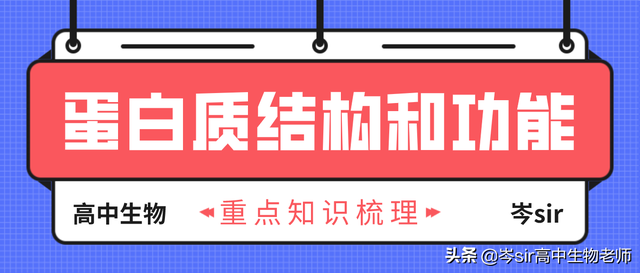 高中生物 重点知识梳理 蛋白质结构和功能