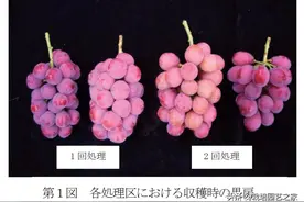 日本原稿：赤霉素处理不同对“妮娜皇后”果实质量的影响图片