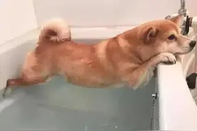 狗狗也会说话，只不过它是用身体来表达！狗狗5大肢体语言图片