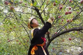 老马和白玛乔的糖心苹果图片