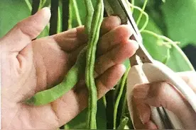 麻绳引蔓种扁豆，在阳台上编织一幅绿色挂毯图片