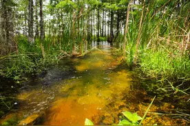 美国佛罗里达猎蛇人捕得近6米巨蟒，似八部天龙中“摩呼罗伽”图片