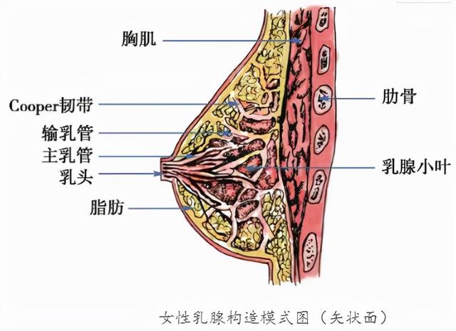 双侧乳腺小叶增生很严重吗（小叶增生一定会癌变谣传只需调整好这几个方面即可）