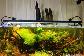 阴性水草真的那么好养吗？答案并不是，我介绍几款我自己养过的草图片
