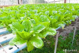 有机蔬菜，水肥一体化无土栽培技术，赶快收藏下来吧图片