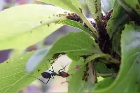 蚜虫密密麻麻，用它治，保证药到虫除图片
