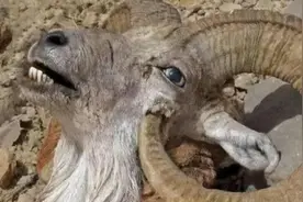 被自己“杀死”的三种动物，违反自然生存法则，它们的天敌是自己图片