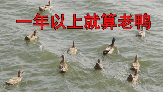 鸭子有十个地方毒素最重，不要随便吃，23年一级大厨专业详解