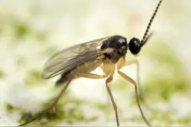 花盆里有“小黑飞”，绞尽脑汁“灭”不掉？来看我如何对付它们图片