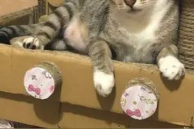 想养虎斑猫！妈说完即捡同款浪猫 养3星期还报恩送4大惊喜图片
