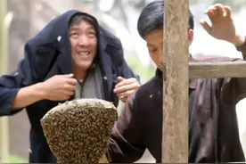 分蜂发生，徒手抓蜂王，马上招回分蜂群！这样的神操作我也成功过图片