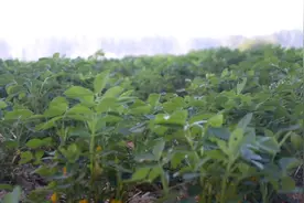 夏花生，出苗后如何管理？两个方面要注意，农户快来看看吧图片