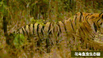 三只老虎合力捕杀一头熊，印度再次上演虎熊大战图片