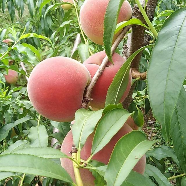 桃树管理技术掌握好，就可以防止桃树新梢旺长