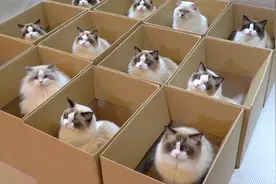 土豪女养11只布偶猫，自制纸箱玩具，场面一度十分可爱图片