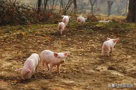 猪拉稀了怎么治疗，需要注意这三点，养猪人要牢记图片