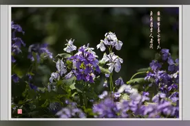京城梨园的梨花早就开过了图片