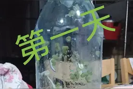 不用出门买了！在家里「用雪碧瓶种豆芽」超简单图片