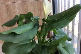 夏季植物出现卷叶是缺水的表现吗？怎样正确判断植物是否缺水？图片