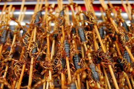 一年吃10000只害虫，国人吃货却千人组团抓，未来蝎子会灭绝吗？图片