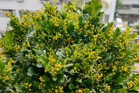 春季的米兰黄叶不长，做好“一步”操作，快速长新芽，花开满枝头图片