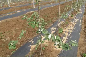 苹果树栽培技术｜苹果树拉枝时期、角度、方位、方法及注意事项图片