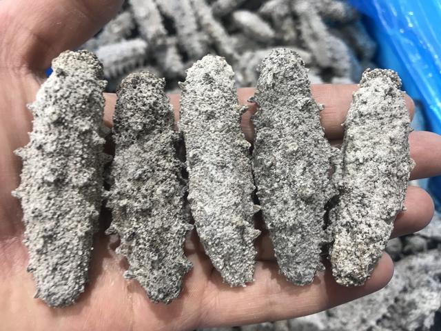 淡干海参价格一斤多少钱 2026年淡干海参多少钱一克